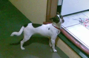 Cachorro raça  idade 5 anos nome Tica GRATIFICA