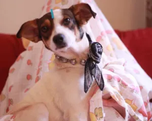 Cachorro raça SRD idade 1 ano nome Naomi