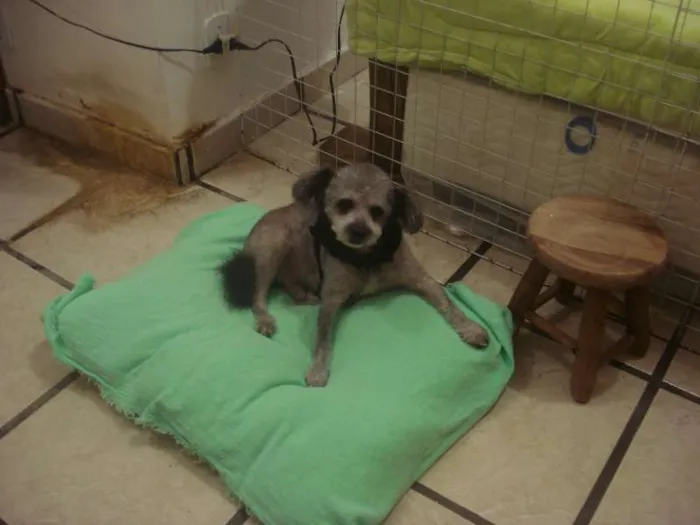 Cachorro ra a IDF idade 6 ou mais anos nome CHEIQUE
