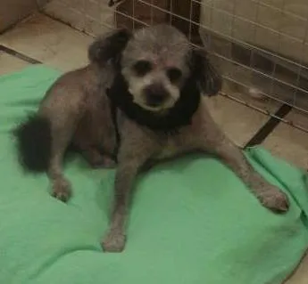 Cachorro ra a IDF idade 6 ou mais anos nome CHEIQUE
