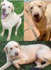 Cachorro raça Labrador idade 3 anos nome Marley