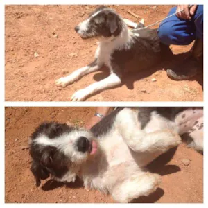 Cachorro raça SRD idade 1 ano nome DOCINHO