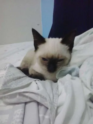 Gato raça Siamês idade Abaixo de 2 meses nome Sem nome