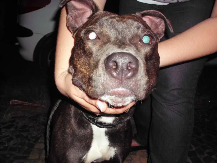 Cachorro ra a Pit-Bull idade 1 ano nome shakira