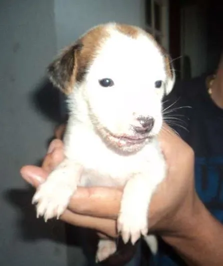 Cachorro ra a INDEFINIDA idade Abaixo de 2 meses nome AINDA NÃO TEM