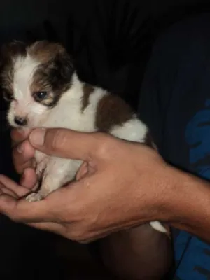 Cachorro raça INDEFINIDA idade Abaixo de 2 meses nome AINDA NÃO TEM