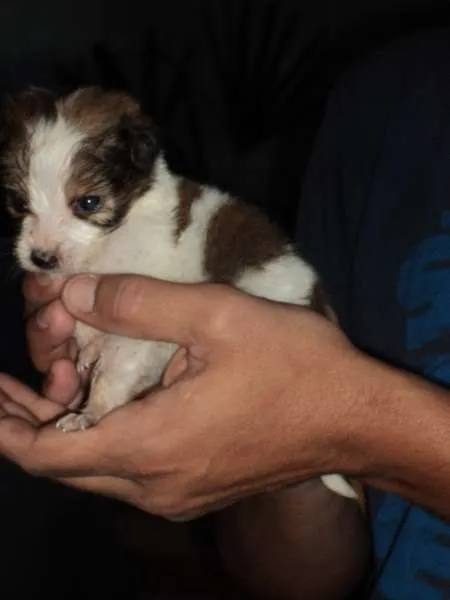 Cachorro ra a INDEFINIDA idade Abaixo de 2 meses nome AINDA NÃO TEM