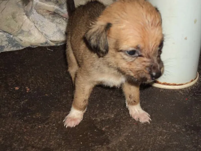 Cachorro ra a INDEFINIDA idade Abaixo de 2 meses nome AINDA NÃO TEM