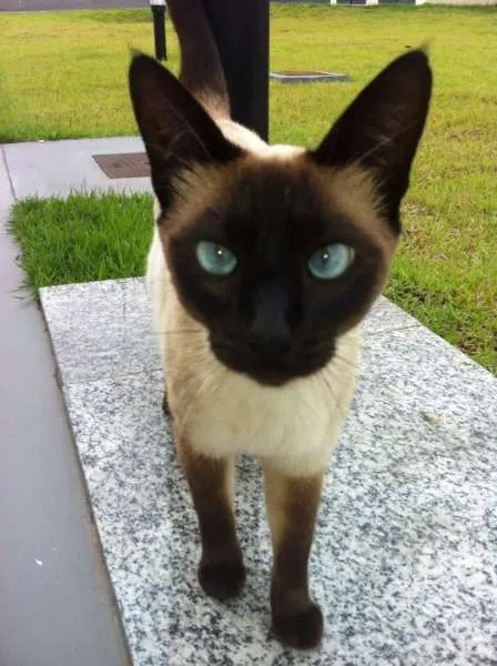 Gato ra a  idade  nome Linda Gatinha