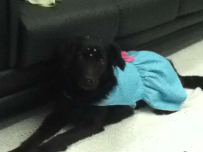 Cachorro ra a SRD idade 5 anos nome Bela