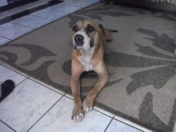 Cachorro ra a Pit-Bull idade 3 anos nome Lucas