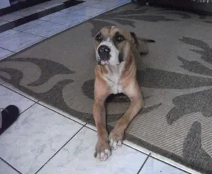 Cachorro raça Pit-Bull idade 3 anos nome Lucas