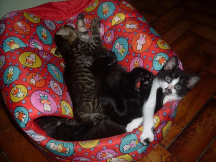 Gato ra a SRD idade 2 a 6 meses nome Sem nome