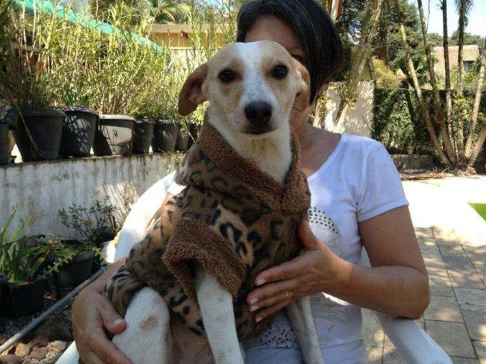 Cachorro ra a SRD idade 1 ano nome VITÓRIA