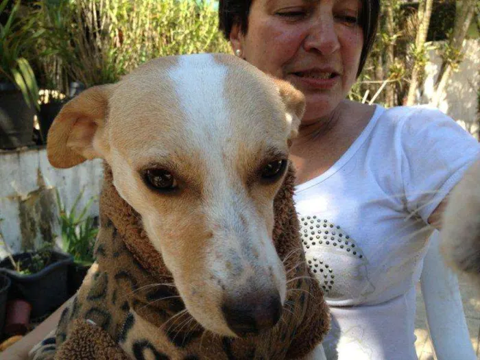 Cachorro ra a SRD idade 1 ano nome VITÓRIA