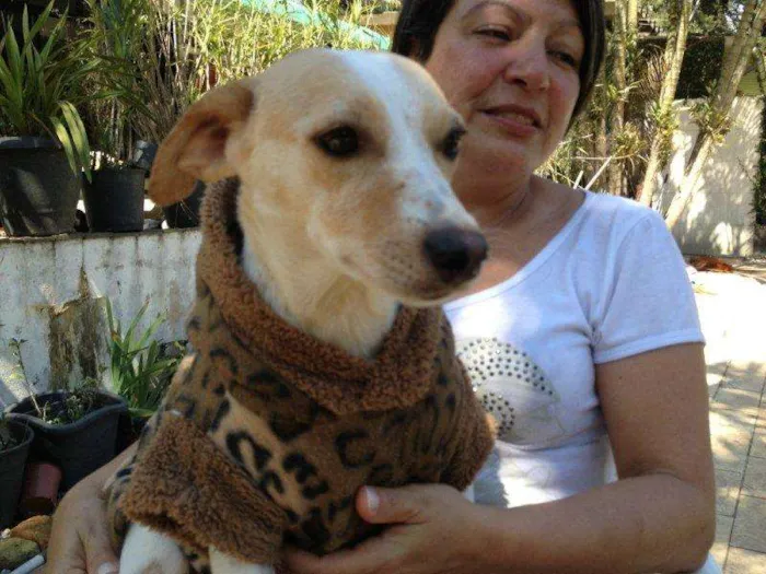 Cachorro ra a SRD idade 1 ano nome VITÓRIA