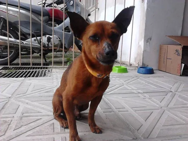 Cachorro ra a SRD idade 6 ou mais anos nome Jack Bauer