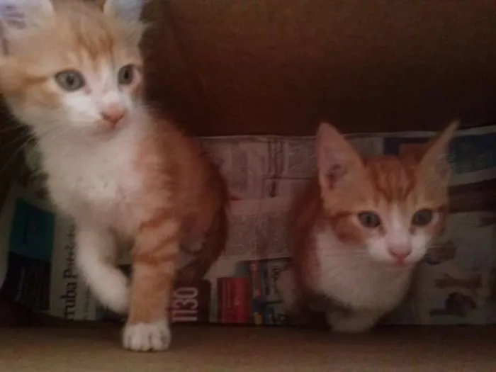 Gato ra a  idade 2 a 6 meses nome xena e jamile