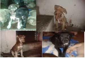 Cachorro raça Vira lata idade 2 a 6 meses nome Indefinido