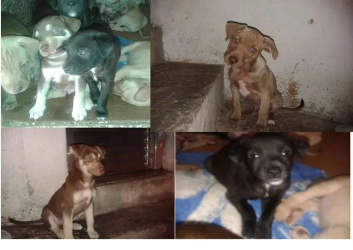 Cachorro ra a Vira lata idade 2 a 6 meses nome Indefinido