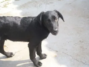 Cachorro raça SRD idade 2 a 6 meses nome SAMIRA