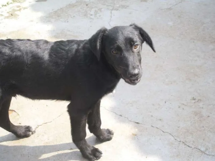 Cachorro ra a SRD idade 2 a 6 meses nome SAMIRA