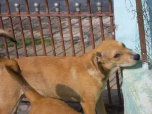 Cachorro raça SRD idade 2 a 6 meses nome CLARINHA