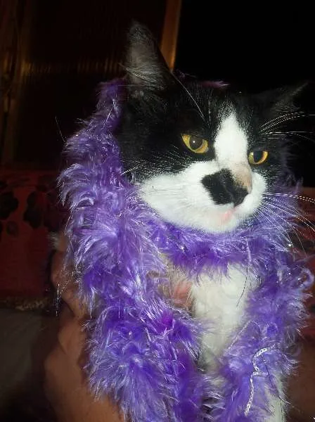 Gato raça SRD idade 2 anos nome Leleco