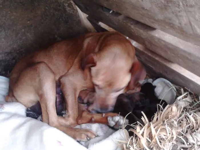 Cachorro ra a SRD idade  nome Sem Nome