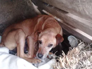Cachorro raça SRD idade  nome Sem Nome
