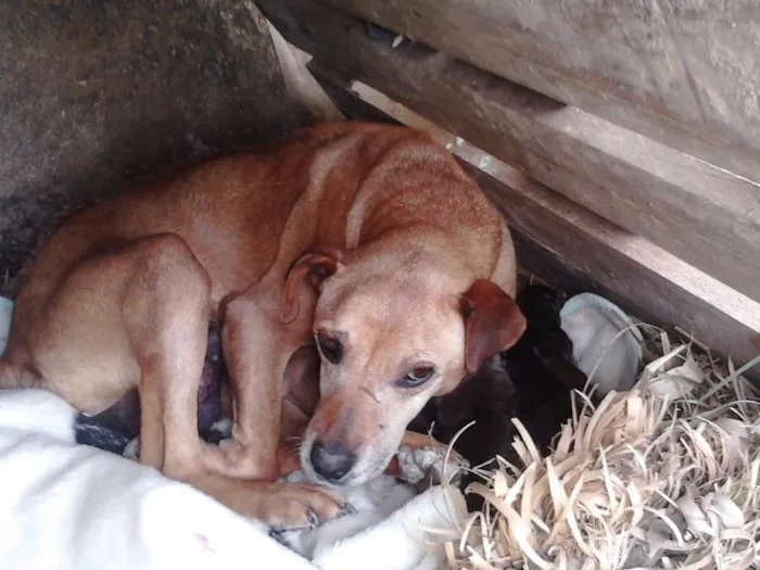 Cachorro ra a SRD idade  nome Sem Nome