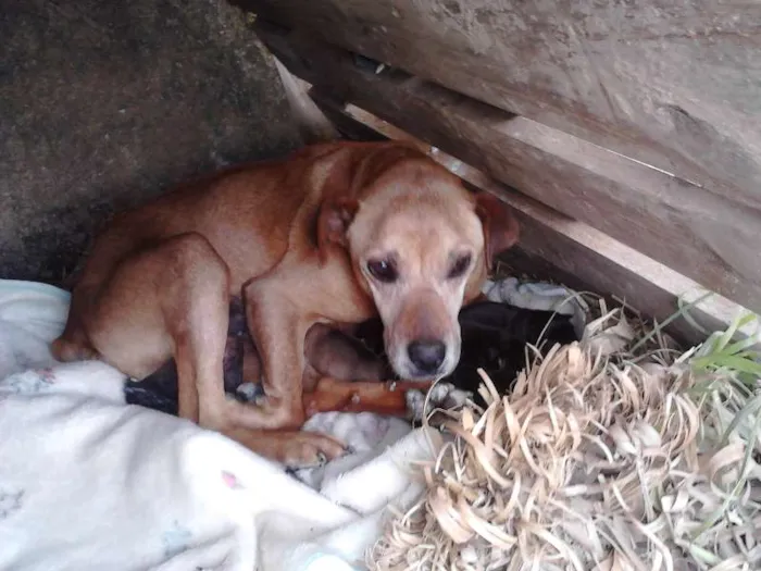 Cachorro ra a SRD idade  nome Sem Nome
