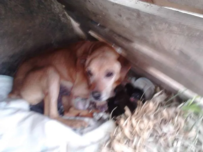 Cachorro ra a SRD idade  nome Sem Nome