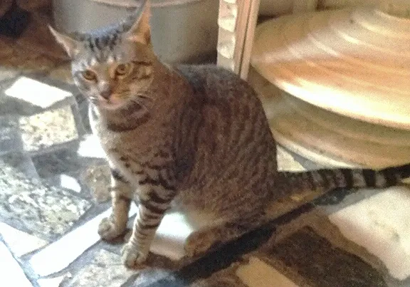 Gato raça British Shorthair idade 7 a 11 meses nome Tininho