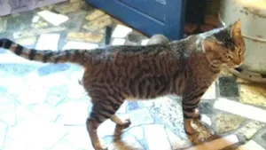 Gato raça British Shorthair idade 7 a 11 meses nome Tininho