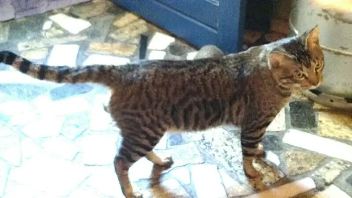 Gato raça British Shorthair idade 7 a 11 meses nome Tininho