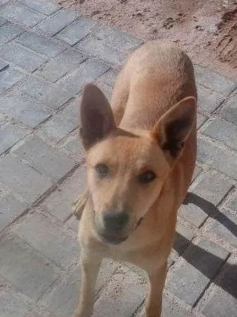 Cachorro ra a SRD idade  nome Sem Nome