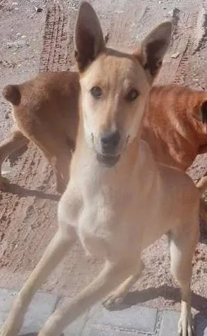 Cachorro ra a SRD idade  nome Sem Nome