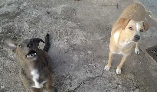 Cachorro ra a indefinida idade 1 ano nome Mel e Cacau