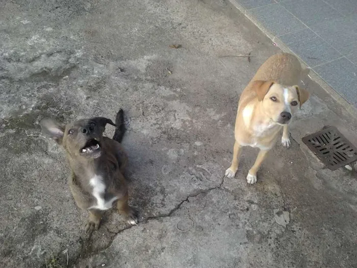Cachorro raça indefinida idade 1 ano nome Mel e Cacau