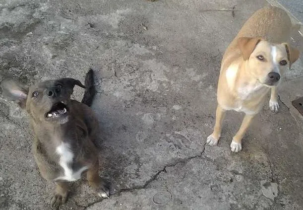 Cachorro raça indefinida idade 1 ano nome Mel e Cacau
