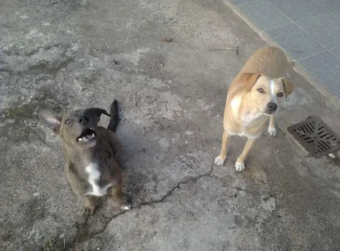 Cachorro raça indefinida idade 1 ano nome Mel e Cacau
