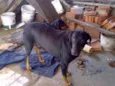 muleke e leona