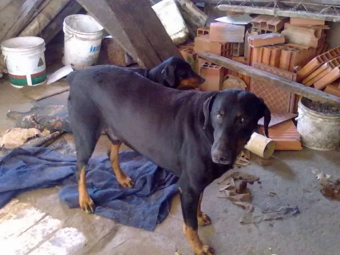 Cachorro ra a Dobermann idade  nome muleke e leona