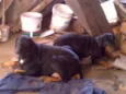 muleke e leona