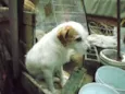 bilinho