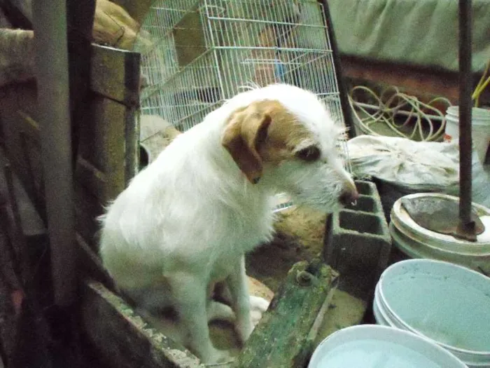 Cachorro ra a vira lata idade  nome bilinho