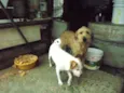 bilinho