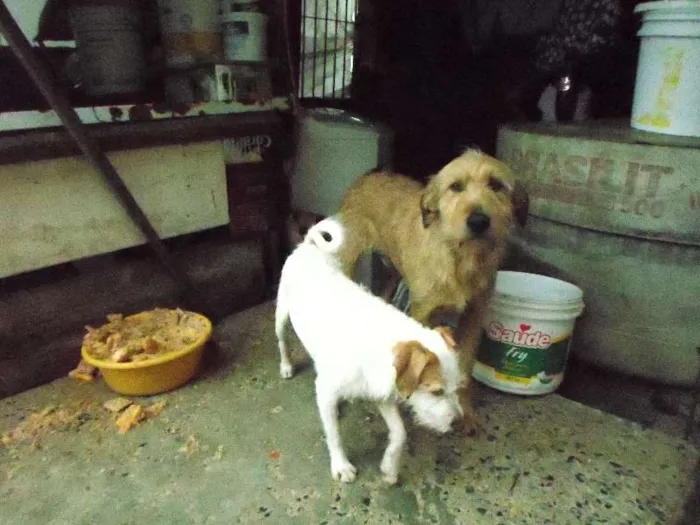 Cachorro ra a vira lata idade  nome bilinho