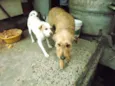 bilinho